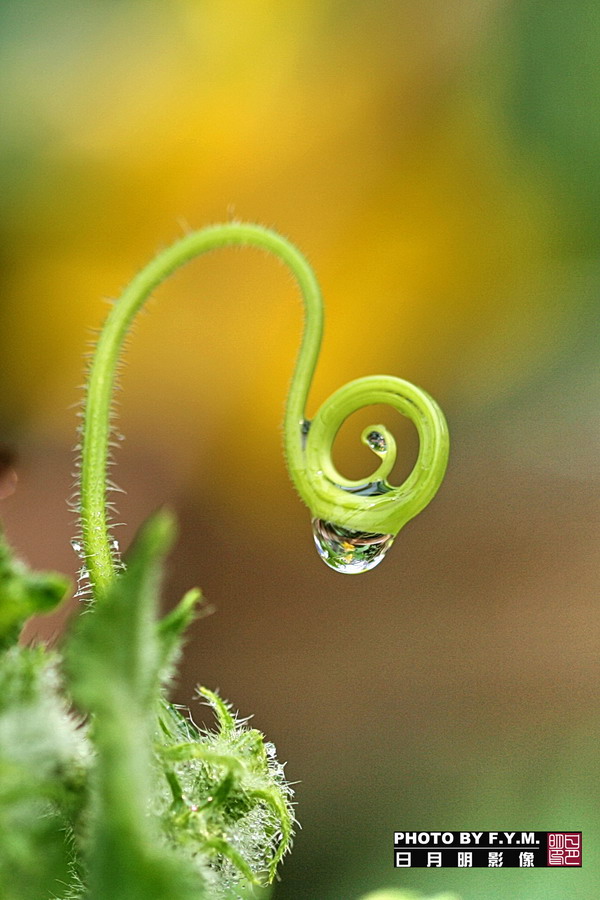 雨后新芽 摄影 广州日月明