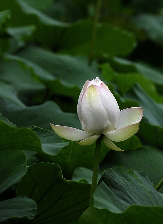 雨荷 摄影 麦田守望