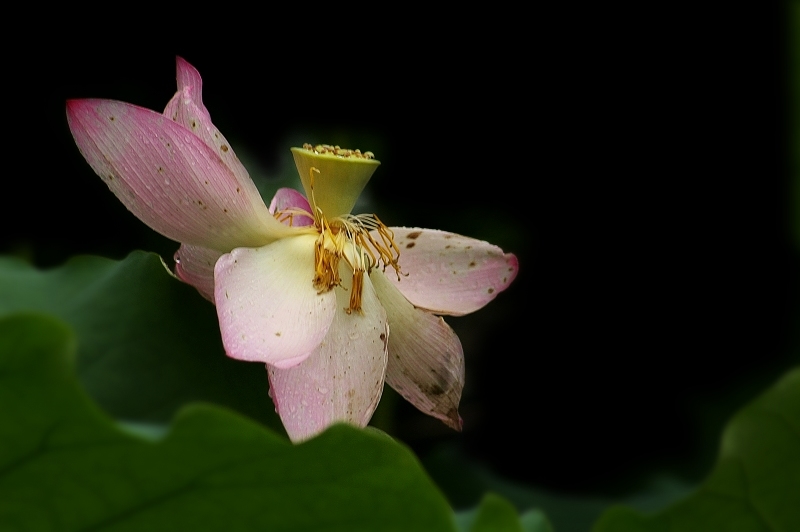 缺 摄影 随风飘浮