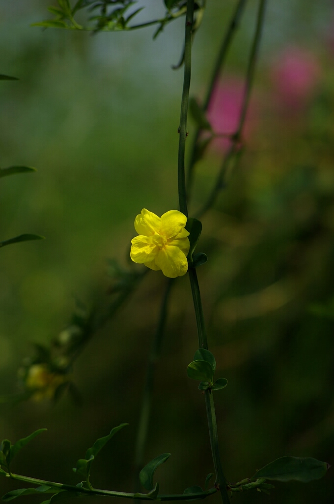 孤芳自赏 摄影 狂风轻扬