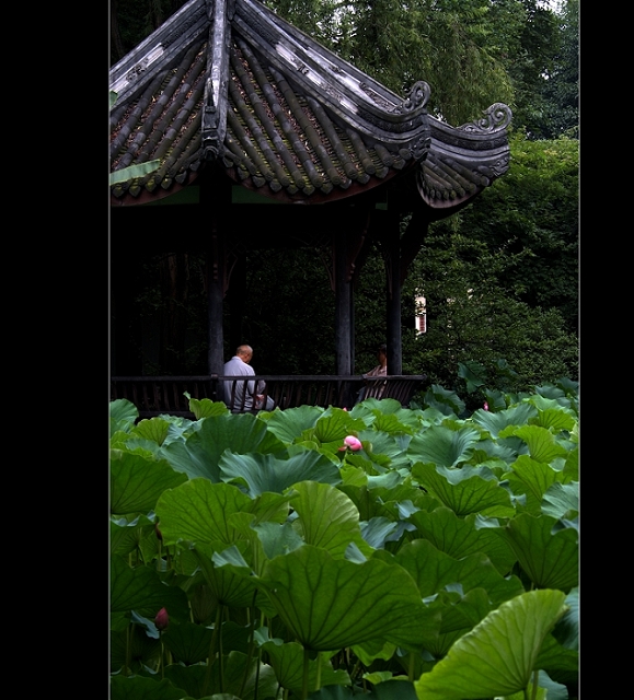 荷花11 摄影 逝者如斯2