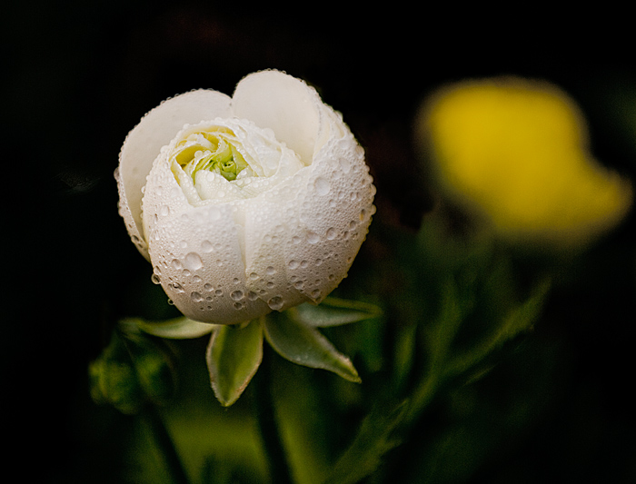 花 摄影 钟声月影