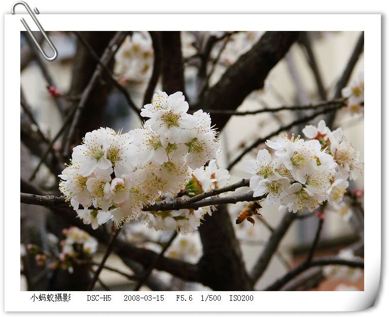 花中舞 摄影 聪明的小蚂蚁