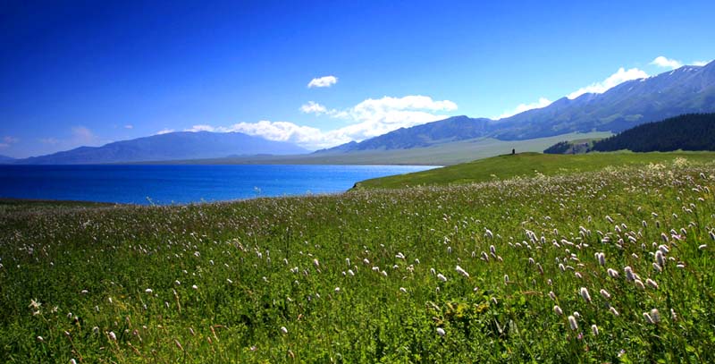 塞里木湖的夏天 摄影 杨阳