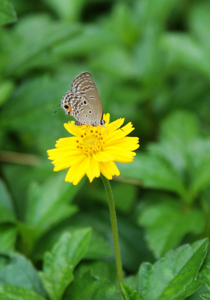 小蝶恋花 摄影 自由原野