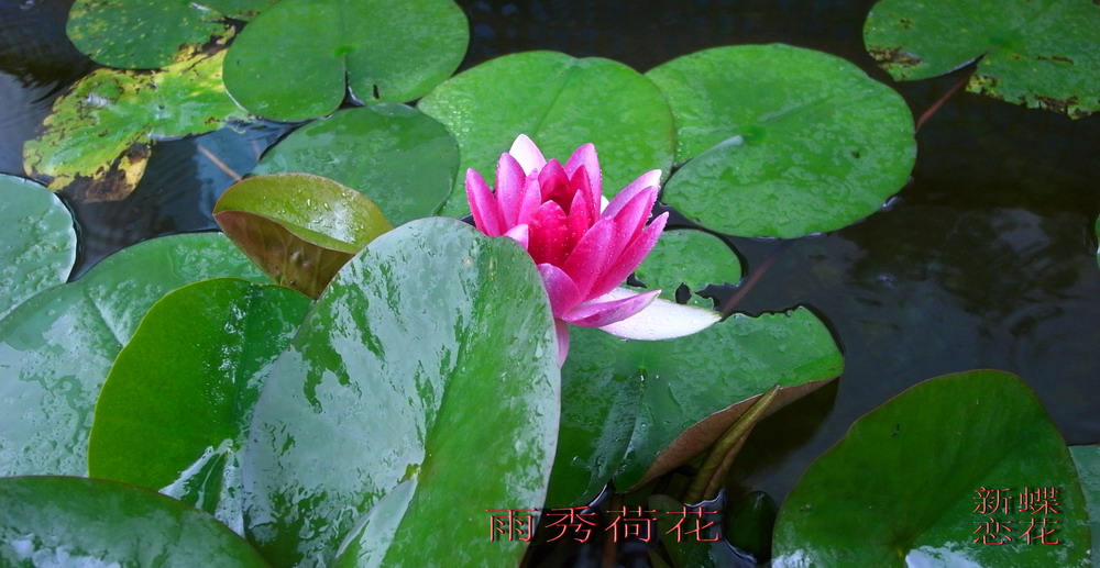 雨秀荷花 摄影 新蝶恋花