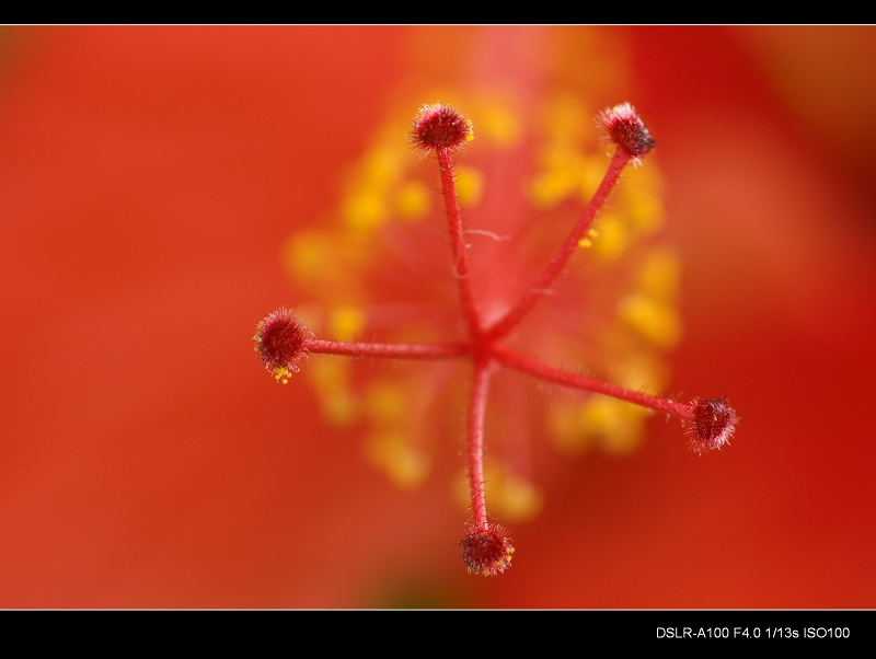 花蕊 摄影 了扎咧