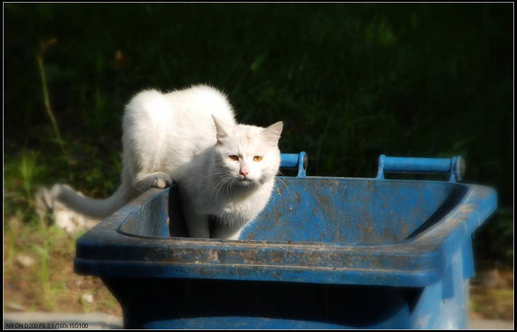 小区里的流浪猫 摄影 晓星