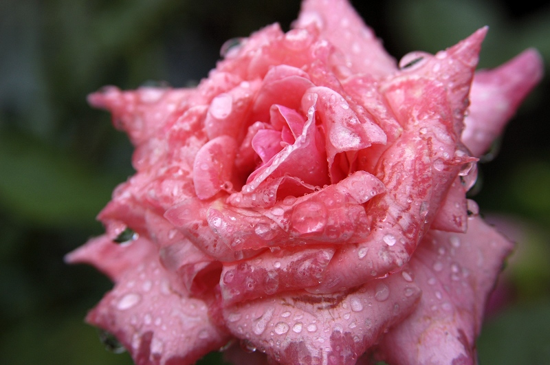 雨后的月季 摄影 旭明