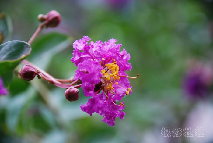 花 摄影 壮壮