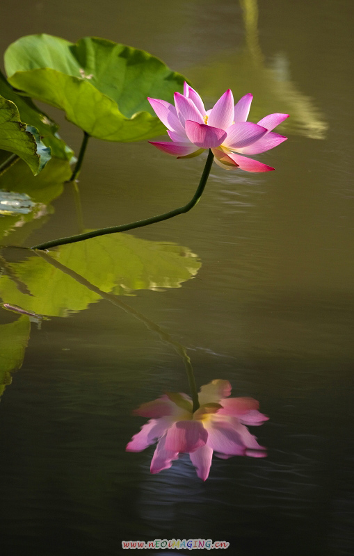 出水芙蓉 摄影 万记