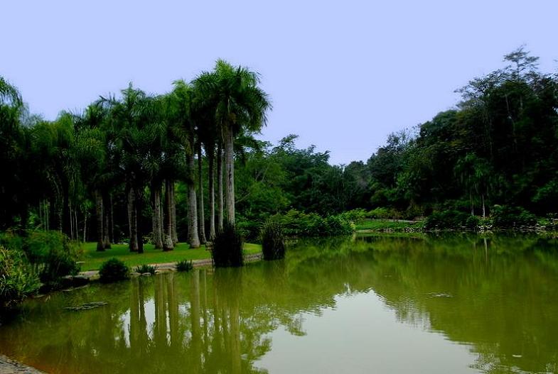 版纳植物园 摄影 天香阁主