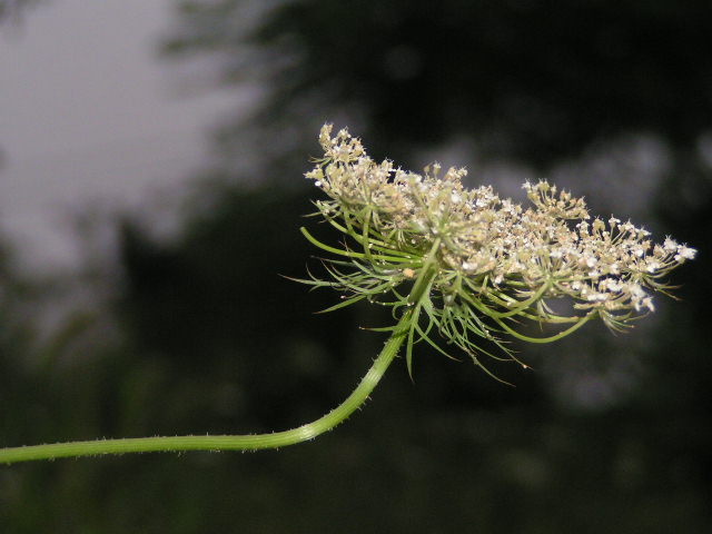 野山花 摄影 欣冰