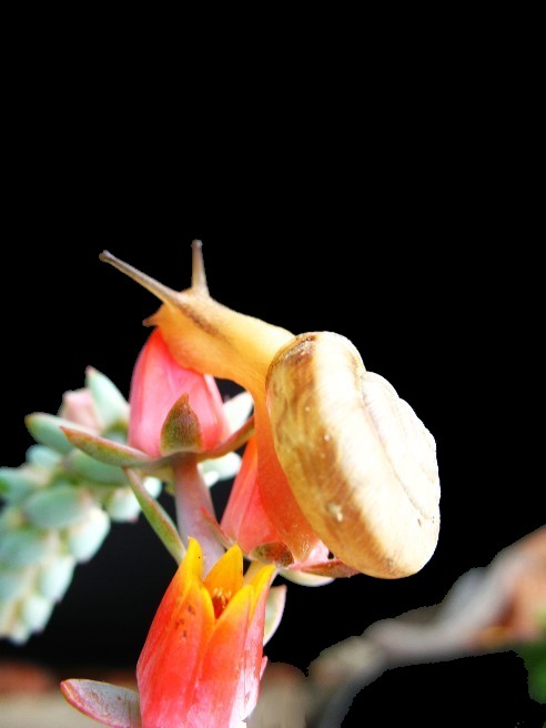 伴花而眠 摄影 菊子