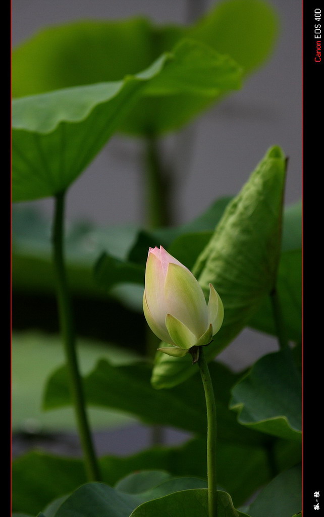 荷花 摄影 孤-独