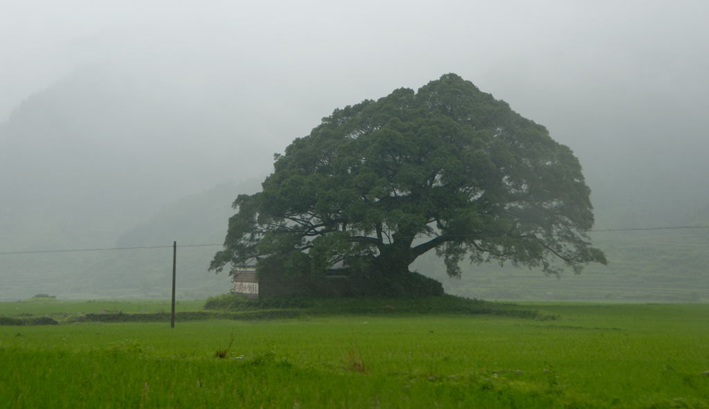 雨中的树 摄影 细草穿沙