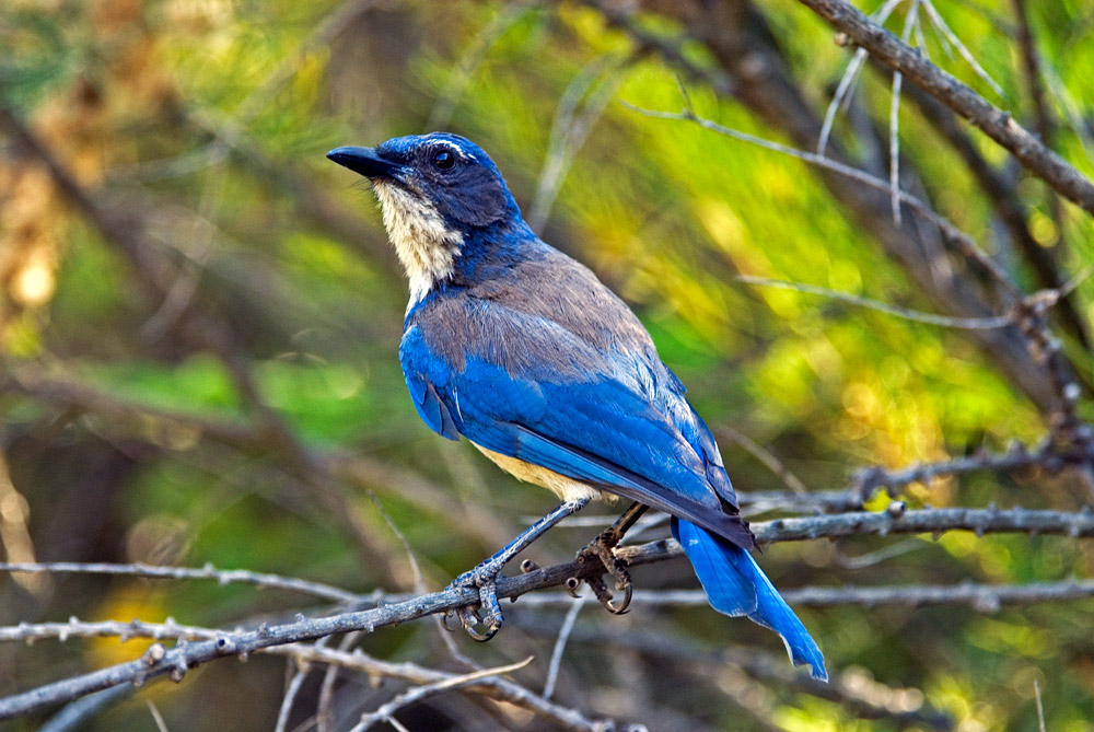 Scrub jay-04 摄影 fengsheng