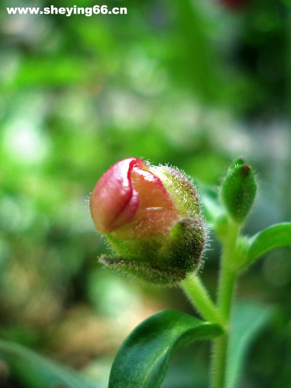 生如夏花 摄影 水煮小鱼