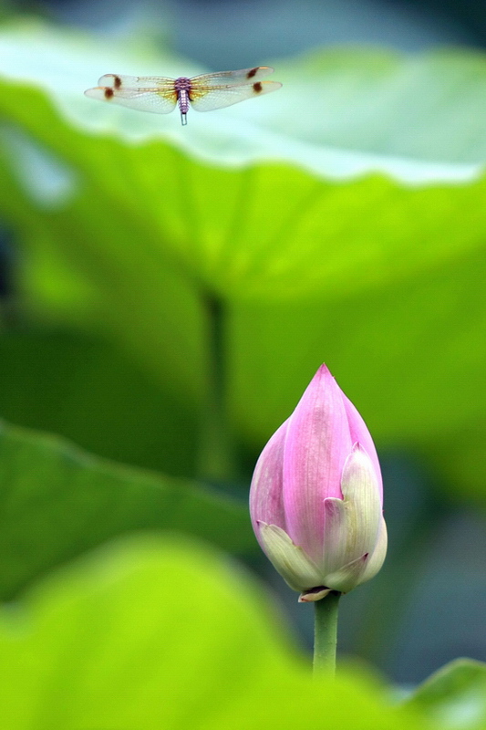 只恋花开时 摄影 芝麻去皮