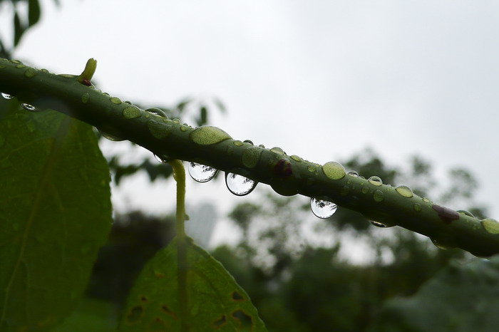 雨珠 摄影 光色巡捕