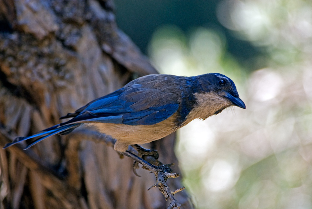 Scrub jay-05 摄影 fengsheng