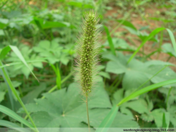 狗尾草 摄影 婉风