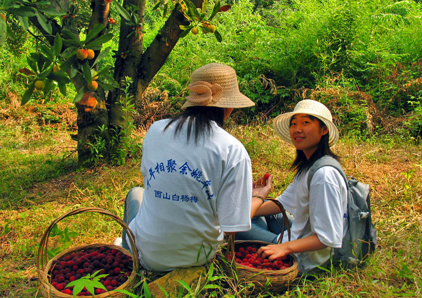 《杨梅时节》 摄影 Robbin