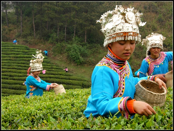 采茶 摄影 汪萍