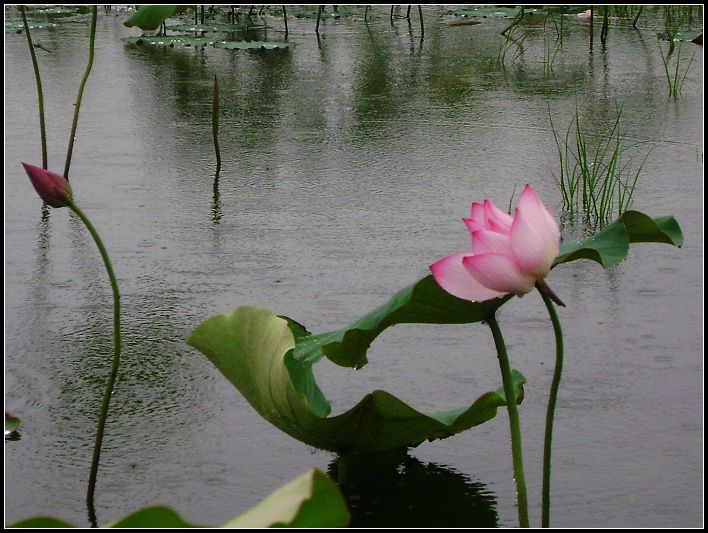 红花绿裳 摄影 东风一浪