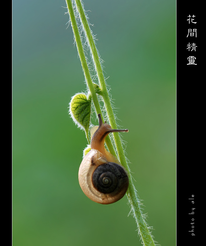 2008花间精灵(15) 摄影 阿乐