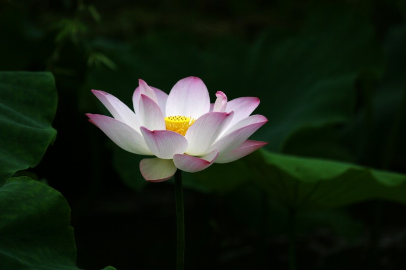 荷花 摄影 鹿山老人