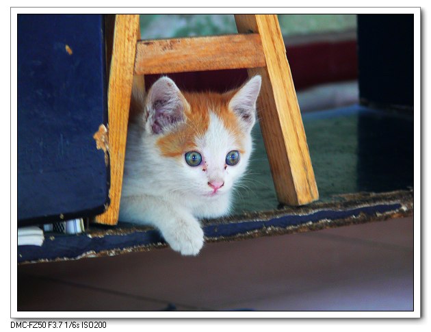 猫 摄影 走走拍拍去