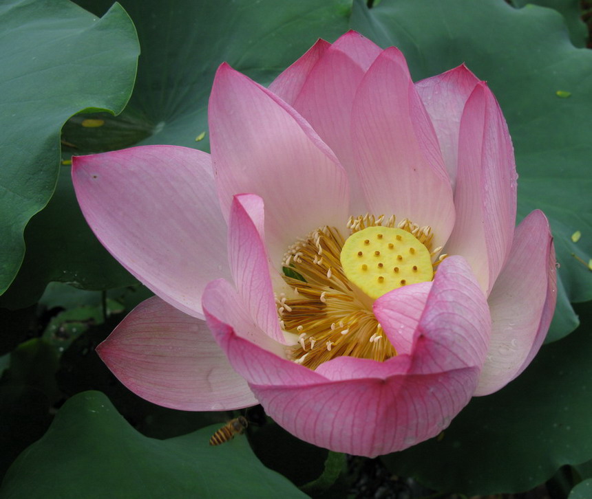 蜂语花开 摄影 夜雨花仙