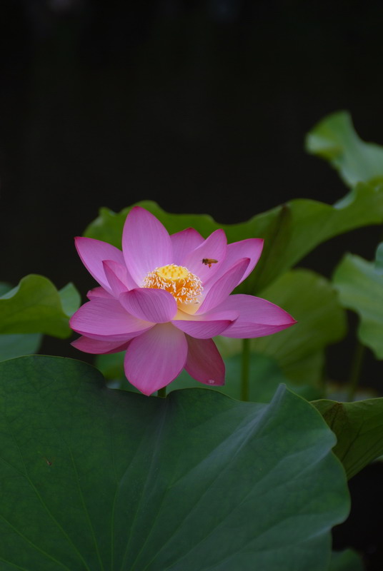 绿叶阴浓打新荷 摄影 风飘絮