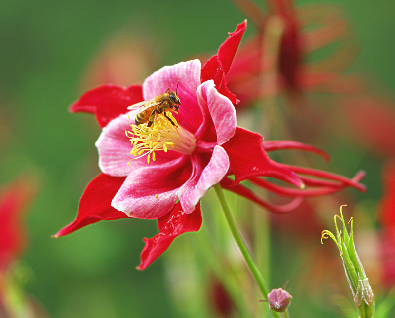 耧斗菜 摄影 朝圣者.1