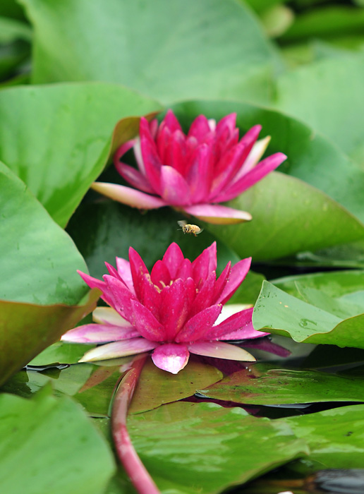 睡莲花 摄影 湖上风景