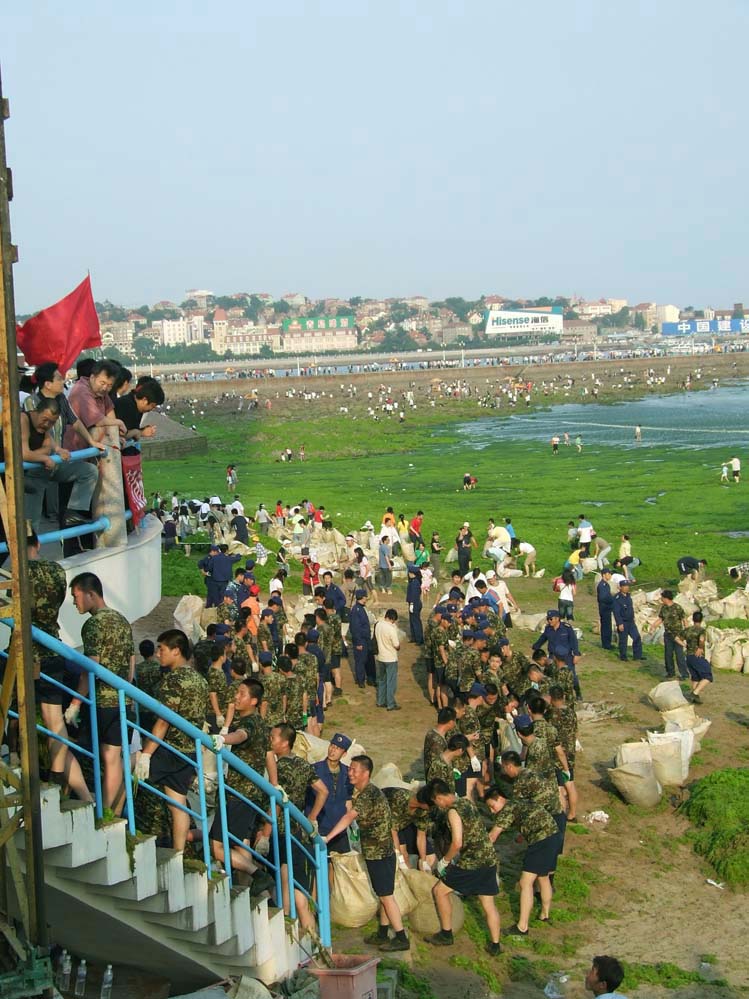 青岛海滨的海藻抗击战 摄影 月狼