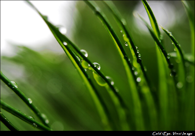 雨后铁树叶上的水珠 摄影 solovinci