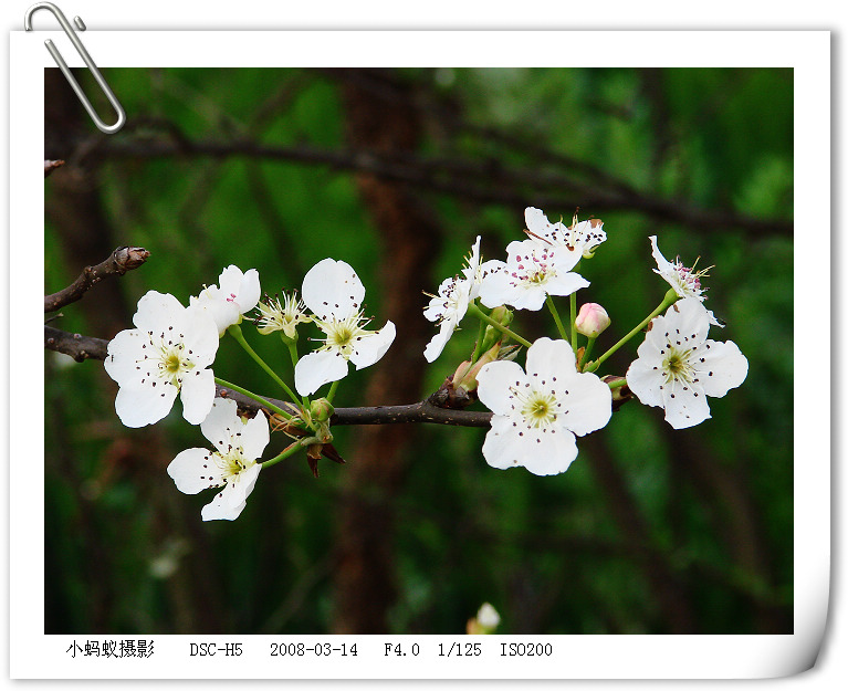 花1 摄影 聪明的小蚂蚁