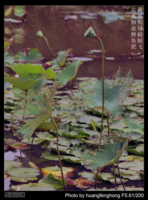 盛夏荷塘 摄影 老残游记