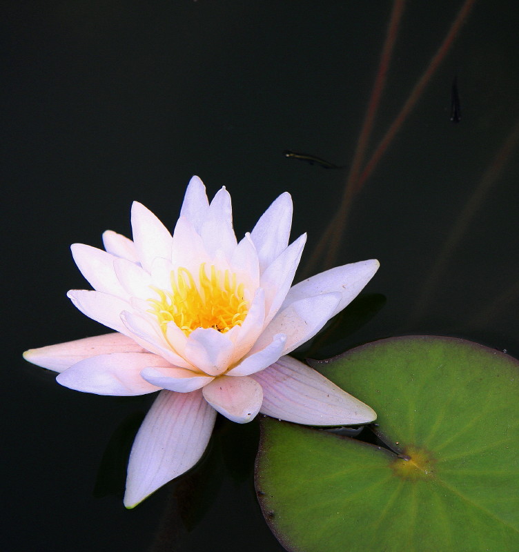 莲花也高洁 摄影 影海叶舟