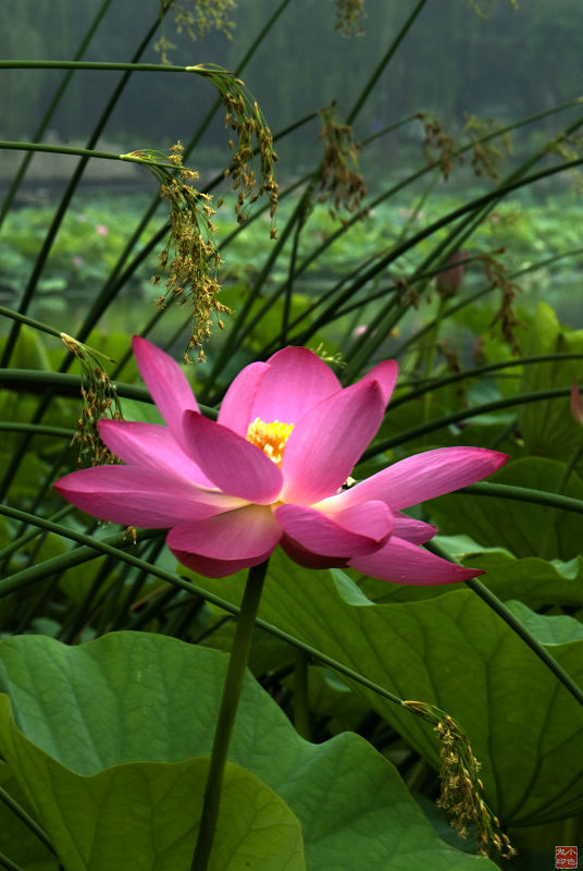 荷花 摄影 BJ小色鬼