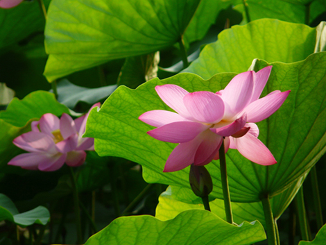 莲池的花开了 摄影 Laotaitai