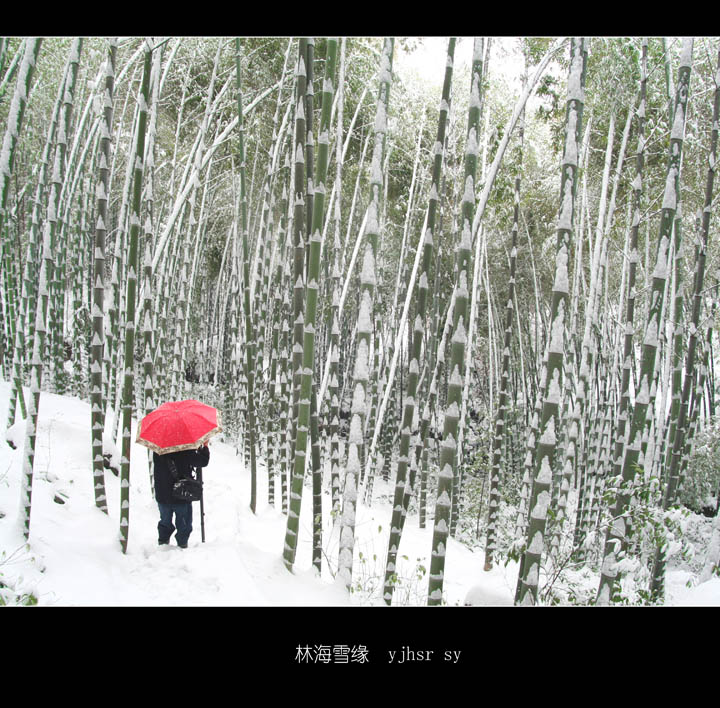 林海雪缘 摄影 又见黄氏人