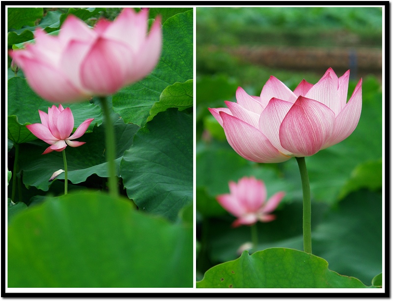 忽影忽现 摄影 情趣花韵