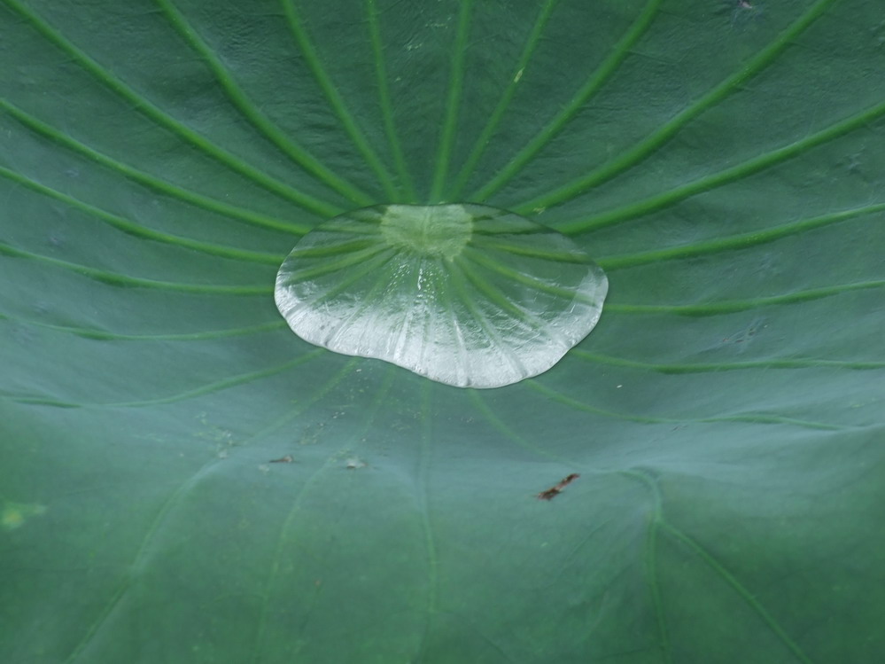 荷 摄影 鲤江