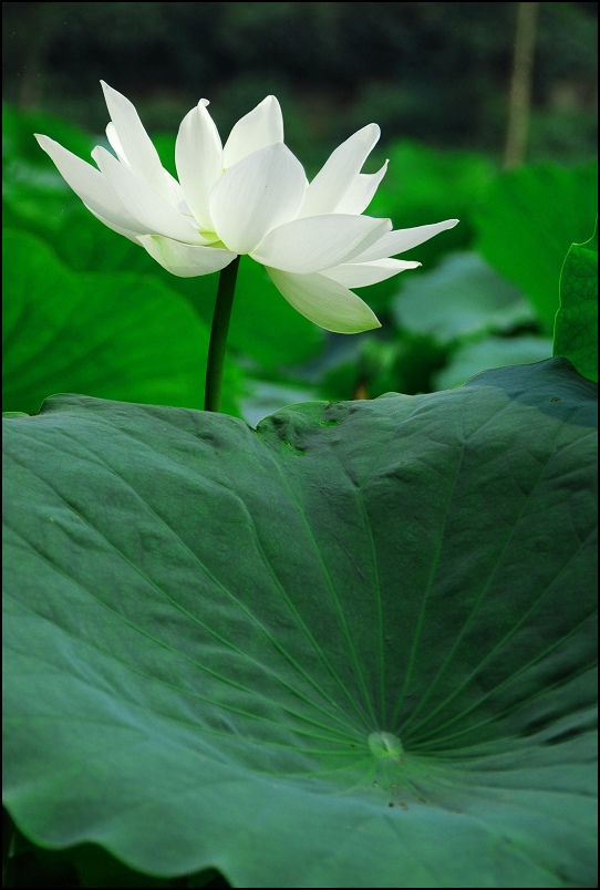 圣洁 摄影 明之