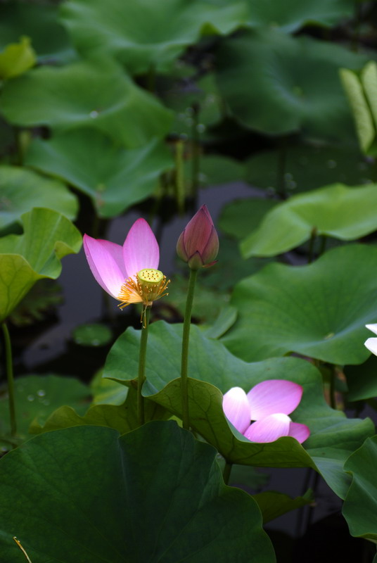 花减旧时红 摄影 风飘絮