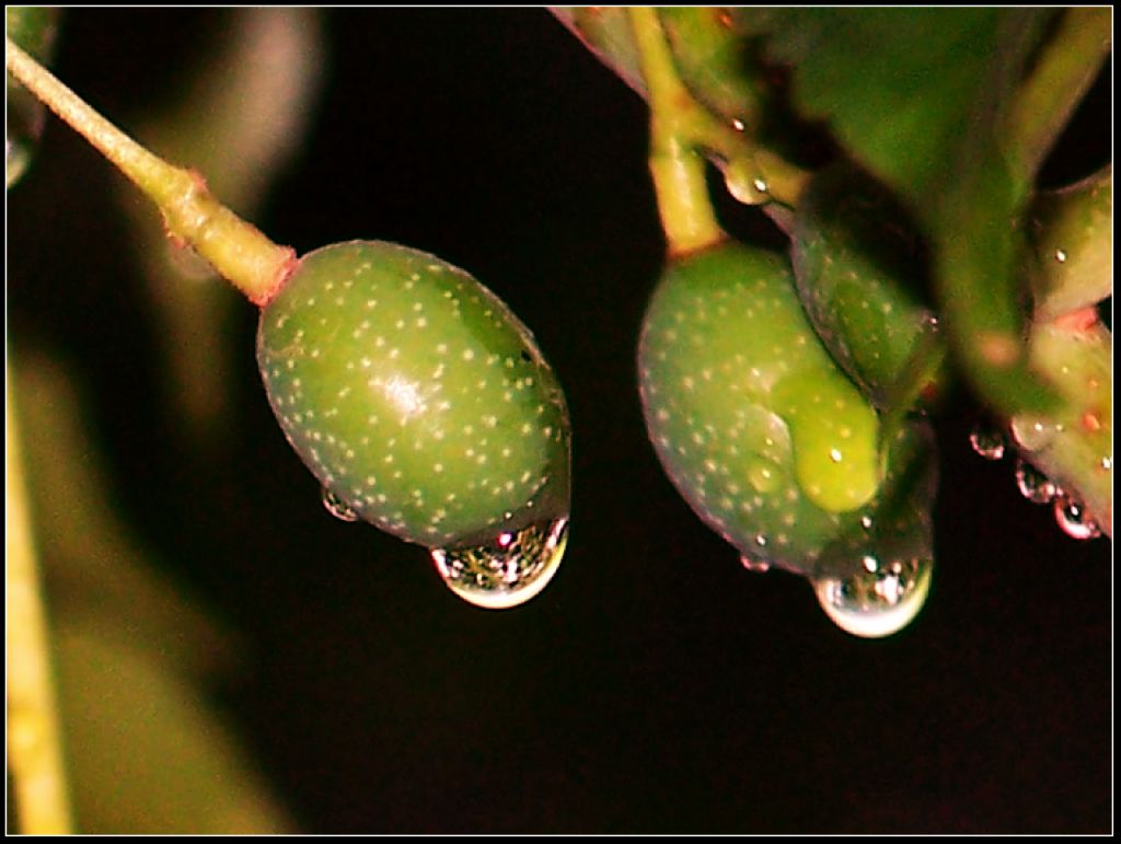 树上珍珠 摄影 富氧雨