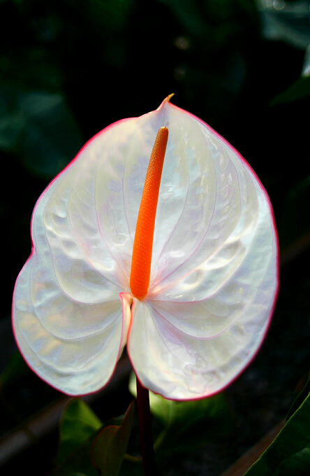 天生红晕 摄影 bjflower
